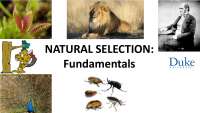 Natural Selection: Fundamentos e Consecuências