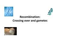 Recombination in Genetics: Understanding the Shuffling of Alleles through Crossing Over
