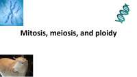Mitosis, Meiosis, and Ploidy: Understanding the Processes and Their Impact on Genetics