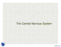 Nervous System - Anatomy and Physiology LAB - Lecture Slides