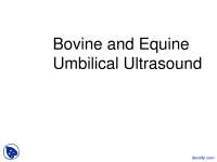 Bovine and Equine Umbilical Ultrasound - Radiology - Lecture Slides