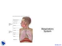 Respiratory - Basic Human Anatomy - Lecture Slides | Slides Anatomy ...
