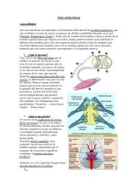 Vias Sensitivas. Explicación completa