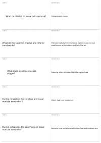 Respiratory System | BIO 202 - Human Anatomy & Physiology II