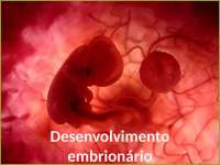 Estrutura humana - desenvolvimento embrionário - 2014.1 (1)