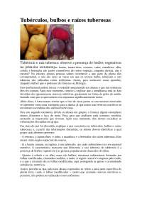 Tubérculos, bulbos e raízes tuberosas Tubérculo e raiz tuberosa: ob