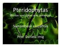 Aula Pteridophytas Sistemática, Daniela