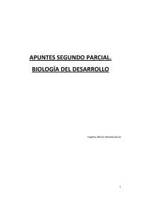 segundo parcial apuntes