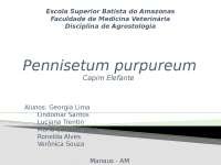 Pennisetum purpureum
