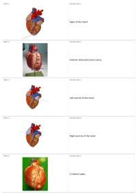 Lab Practical Study Guide | BIOL  - Human Anatomy & Physiology