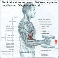 Exercícios de musculação - pegada de martelo