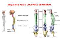 Esqueleto Axial: COLUMNA VERTEBRALCOLUMNA VERTEBRAL y ...