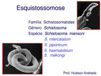 Esquistossomose 2014 1 bm03na (1)
