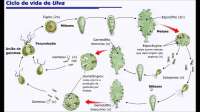 Ciclo chlorophyta ulva