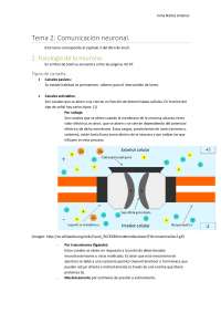 Fisiología de la neurona - Apuntes de Psicología - Docsity