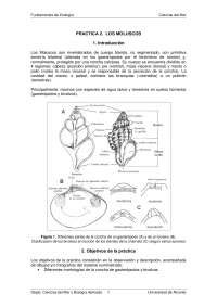 practica moluscos