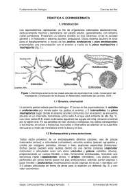 PRACTICA 5. ECHINODERMATA 1. Introducción Los equinodermos representan un filo