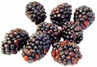 Dicionario Longman Escolar - blackberrylabel