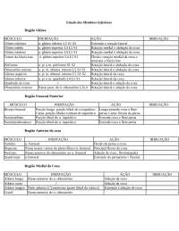 Anatomia I Tabela de Membros Inferiores
