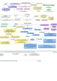 Mappe concettuali