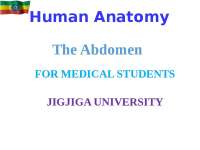 Abdomen 1st part