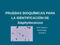 78 pruebas bioquímicas para la identificación de staphylococcu