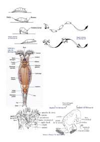 Fotos útiles rotíferos - Apuntes de Zoología - Docsity