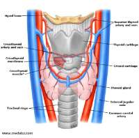 Anatomy of the cricothyroid membrane