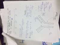 Immunoglobulins, a summarized version of the bio hemical immunology.