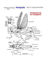 Práctica Hexápodos - Ejercicios de Zoología - Docsity