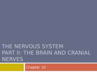 Nervous system notes for uni 