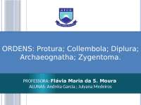 Slides: Ordens Protura, Collembola, Diplura, Archaeognatha e Zygentoma