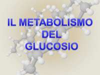 Il Metabolismo del Glucosio: Glicolisi, Fermentazione e Vie Metaboliche