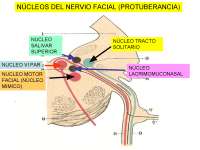Nevio facial diario diapositiva