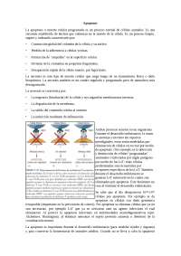 Apoptosis celular, basada en el capitulo de karp