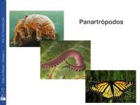 Manual Zoología;https://static.docsity.com/media/avatar/documents/2017/05/01/24cecf061207c11b48324d996d2139f7.jpeg;Panartrópodos Los Ecdisozoos (Gr. Ecdysis: Muda) Son Un Grup;14;https://www.docsity.com/es/panartropodos-los-ecdisozoos-gr-ecdysis-muda-son-un-grup/2823952/;Panartropodos;https://alumnoide.com/descargar-abrir-online-panartropodos/ Zoología;https://static.docsity.com/media/avatar/documents/2017/05/01/24cecf061207c11b48324d996d2139f7.jpeg;Panartrópodos Los Ecdisozoos (Gr. Ecdysis: Muda) Son Un Grup;14;https://www.docsity.com/es/panartropodos-los-ecdisozoos-gr-ecdysis-muda-son-un-grup/2823952/;Panartropodos;https://alumnoide.com/descargar-abrir-online-panartropodos/ PDF Español