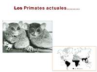 Los Primates actuales