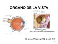 DIAOSITIVAS DE MARIZ Y OJOS 
