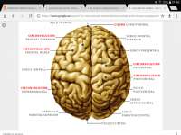 cerebro parte anterior