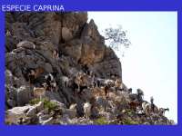 Especie Caprina: Características, Origen y Productividad - Prof. Soler Sanchis