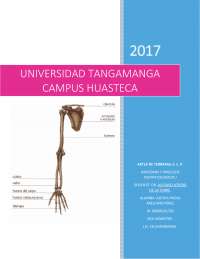 ANATOMIA MIEMBRO SUPERIOR 