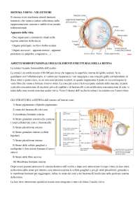 Sintesi: Le vie ottiche - Docsity