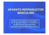 sistema reproductor masculino