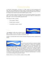 Clavícula anatómica y estudio de esta