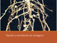 Biosintesis de aminoácidos 