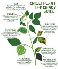Morphological descriptin of some plants