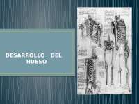 DESARROLLO DEL HUESO - Docsity
