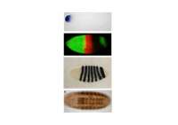 drosophila eje A-P