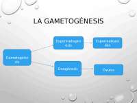 espermatogenesis