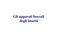 Entomologia: anatomia boccale